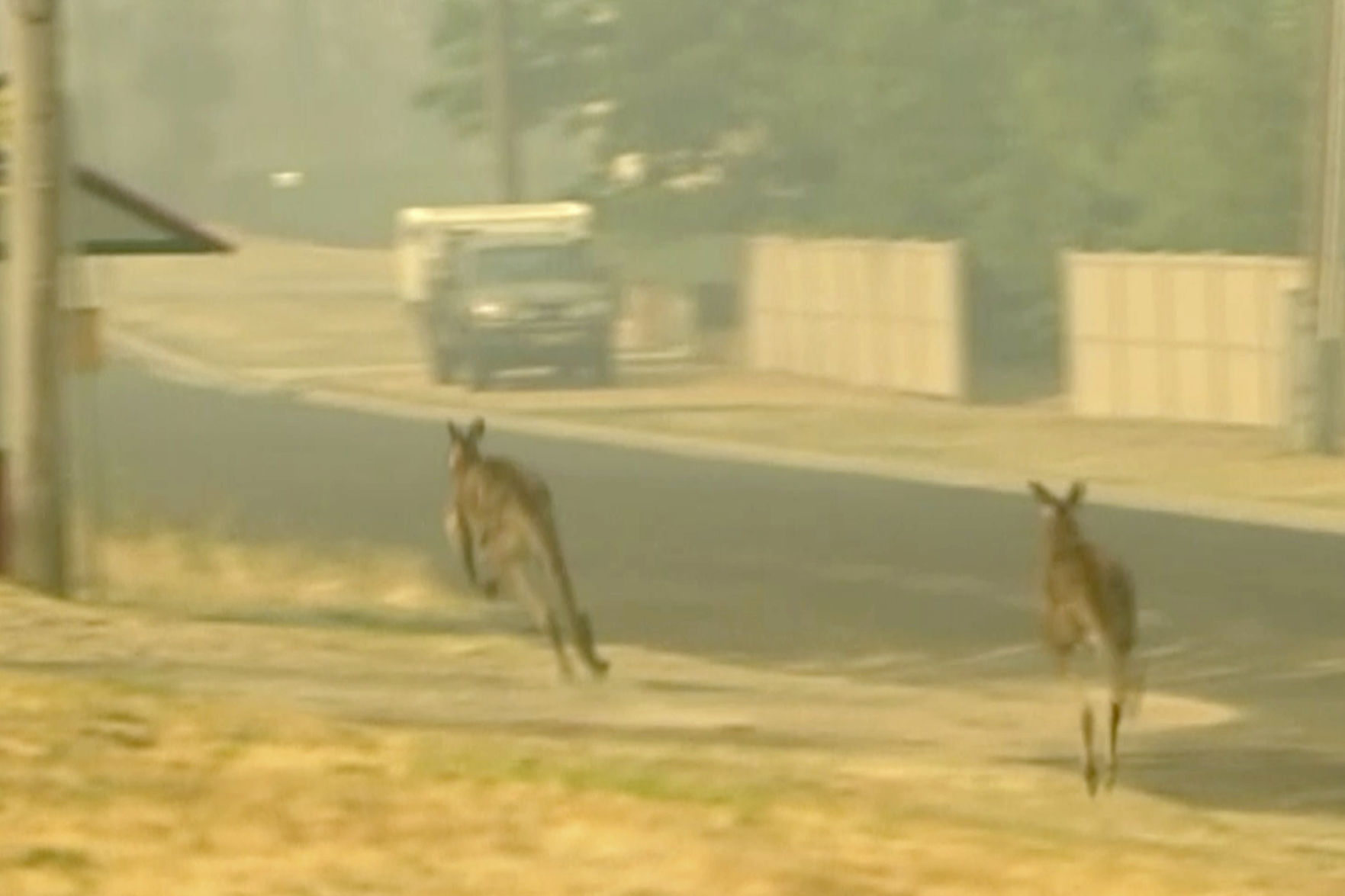 Kangaroos
